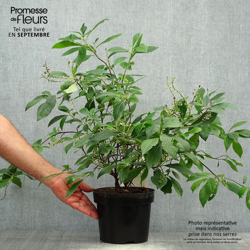 Exemplaar van Clethra alnifolia Hummingbird - Schijnels Pot van 3 l/4 l zoals geleverd in de herfst