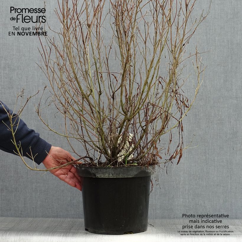Exemplaar van Clethra alnifolia Hummingbird - Schijnels Pot van 7,5 l/10 l zoals geleverd in de herfst