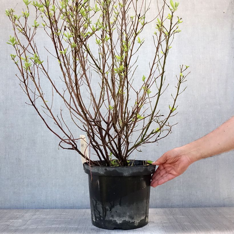 Exemplaar van Clethra alnifolia Hummingbird - Schijnels Pot van 7,5 l/10 l zoals geleverd in de zomer