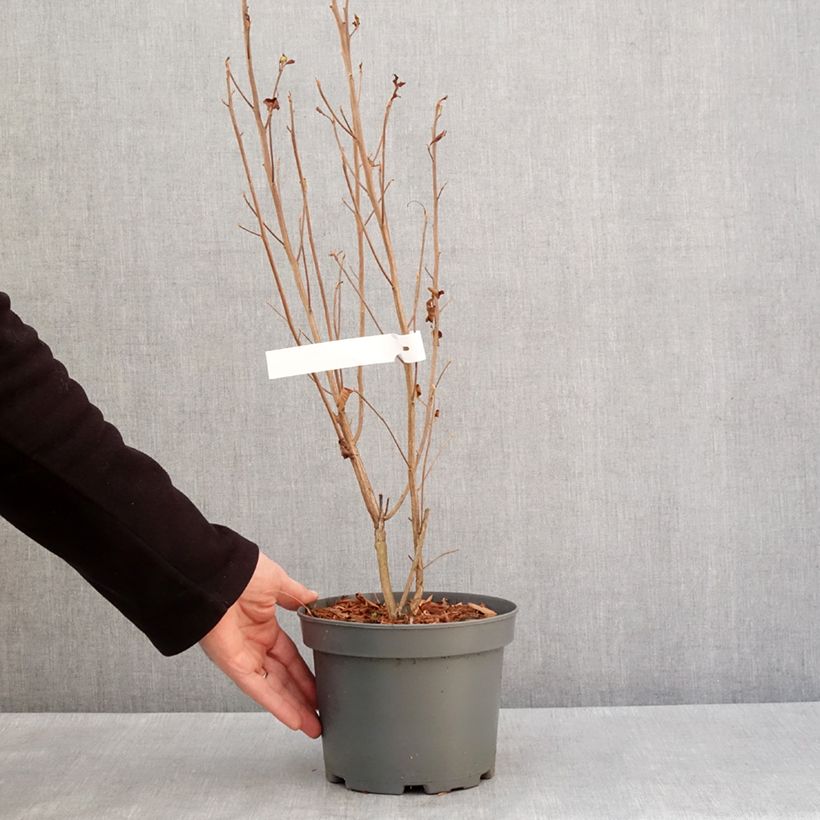 Exemplaar van Clethra alnifolia Pink Spire - Schijnels Pot van 3 l/4 l zoals geleverd in de winter