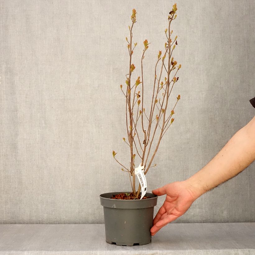 Exemplaar van Clethra alnifolia Pink Spire - Schijnels Pot van 3 l/4 l zoals geleverd in de lente