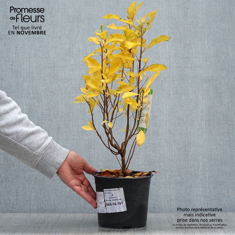 Exemplaar van Clethra alnifolia - Schijnels Pot van 3 l/4 l zoals geleverd in de herfst