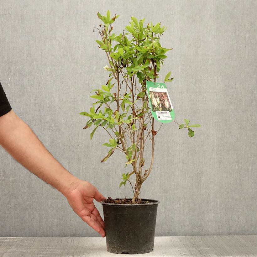 Exemplaar van Clethra alnifolia - Schijnels Pot van 3 l/4 l zoals geleverd in de zomer
