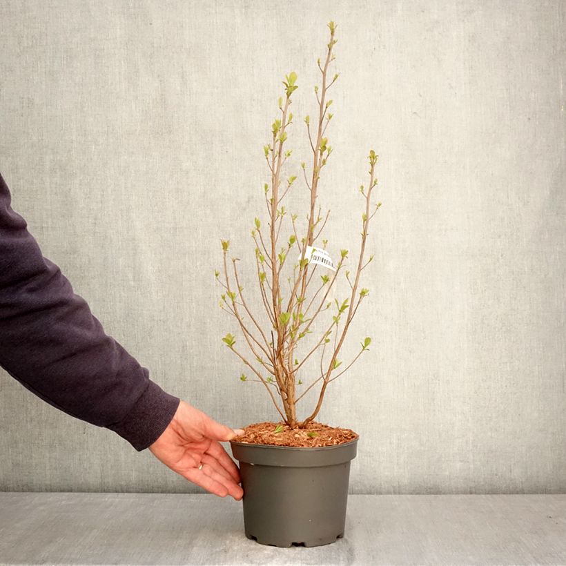 Exemplaar van Clethra alnifolia Rosea - Schijnels Pot van 3 l/4 l zoals geleverd in de lente