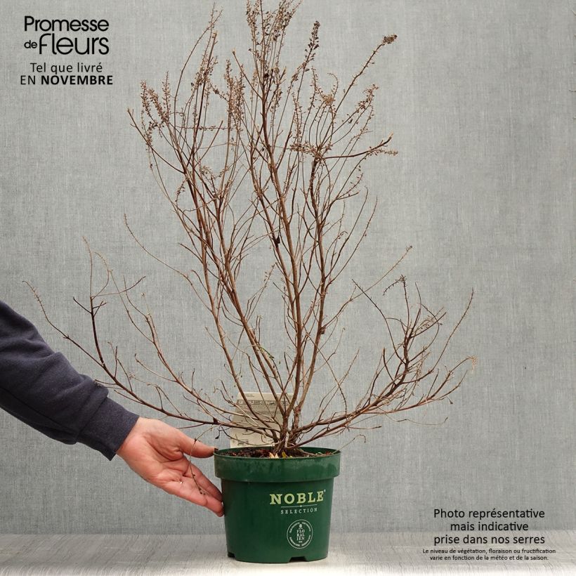 Exemplaar van Clethra alnifolia Sixteen Candles - Schijnels Pot van 2 l/3 l zoals geleverd in de herfst