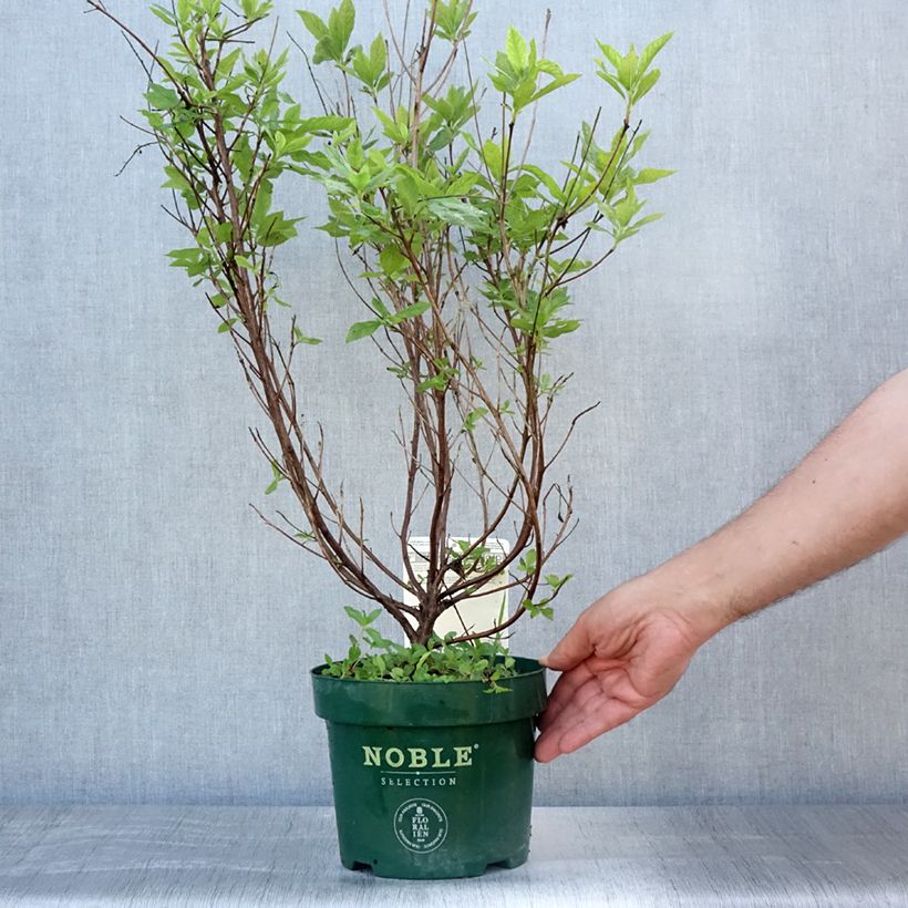Exemplaar van Clethra alnifolia Sixteen Candles - Schijnels Pot van 2 l/3 l zoals geleverd in de zomer