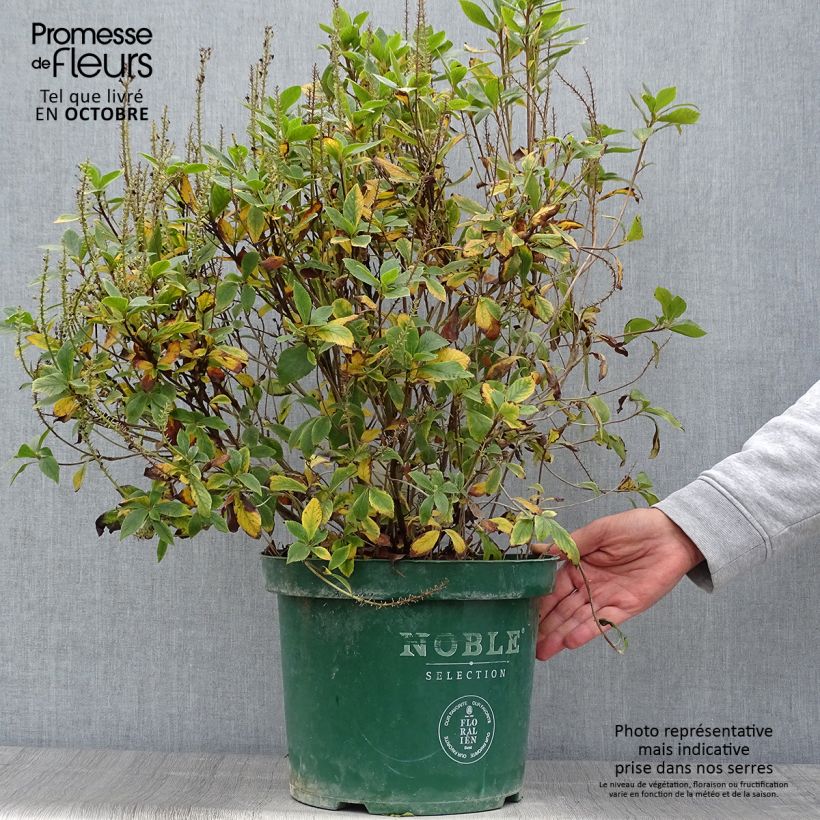 Exemplaar van Clethra alnifolia Sixteen Candles - Schijnels Pot van 7,5 l/10 l zoals geleverd in de herfst