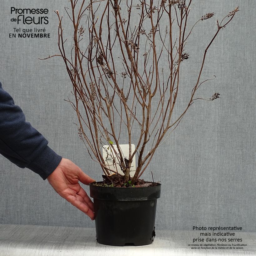 Exemplaar van Clethra alnifolia Vanilla Spice - Schijnels Pot van 2 l/3 l zoals geleverd in de herfst