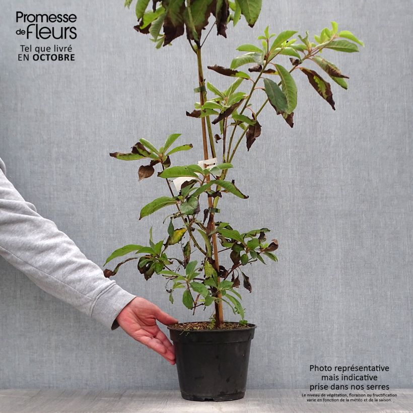 Exemplaar van Clethra barbinervis Great Star - Schijnels Pot van 4 l/5 l zoals geleverd in de herfst