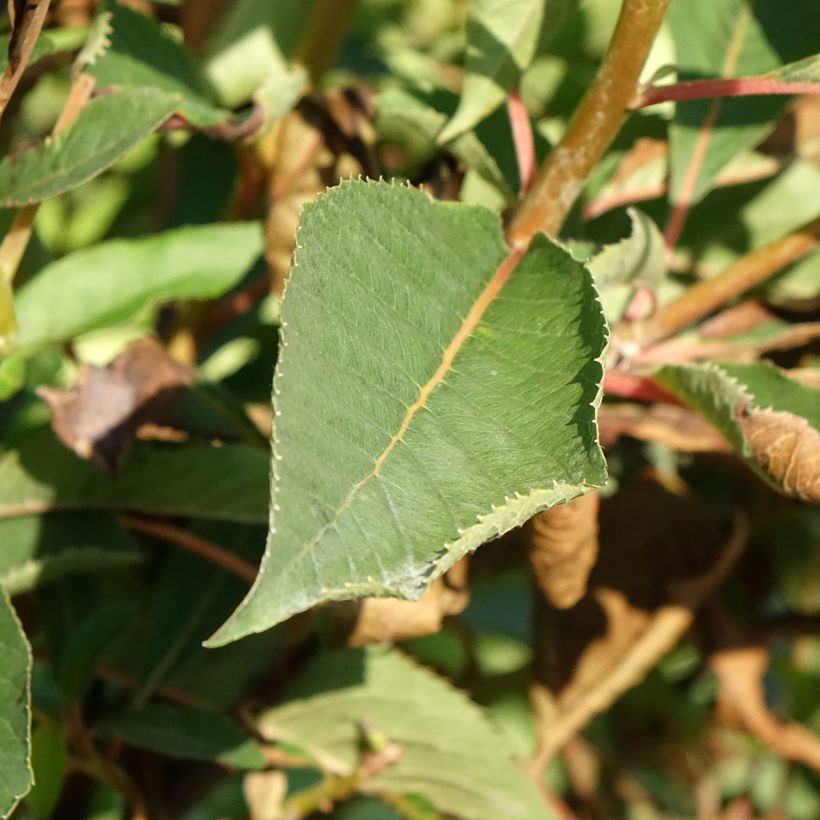 Clethra barbinervis Great Star - Schijnels (Blad)