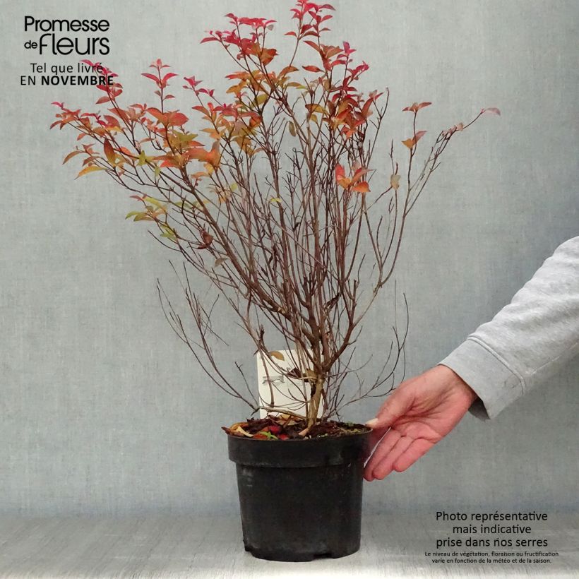 Exemplaar van Clethra barbinervis - Schijnels Pot van 3 l/4 l zoals geleverd in de herfst