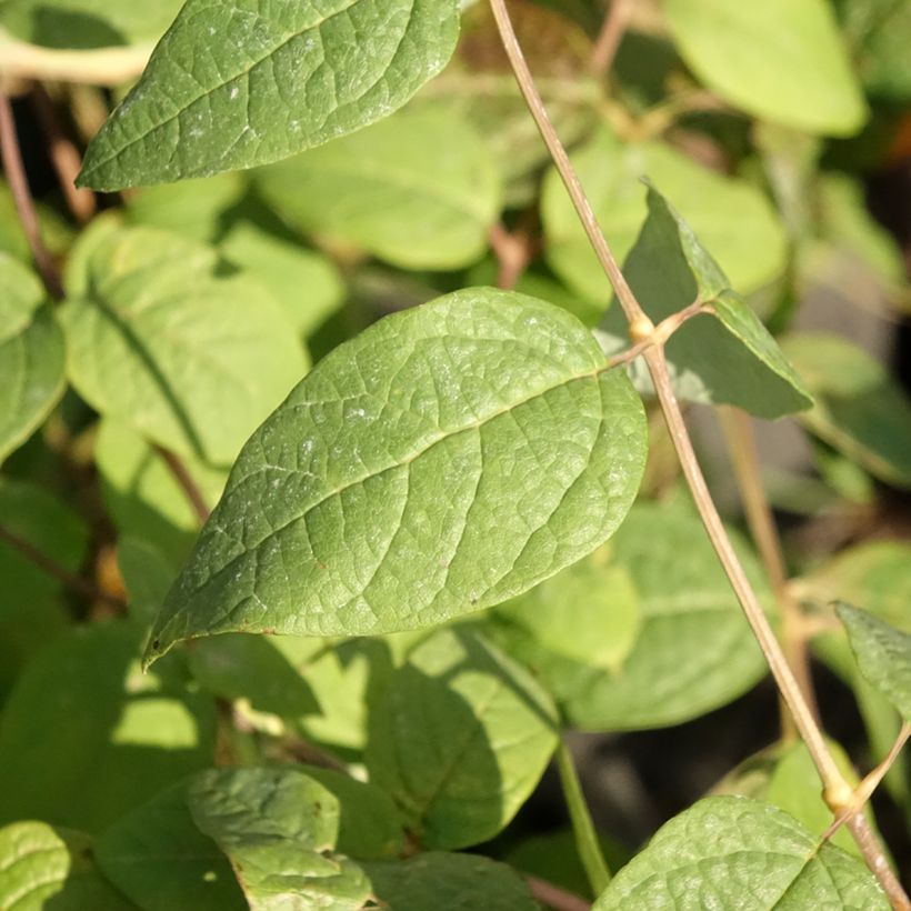 Clethra fargesii - Schijnels (Blad)