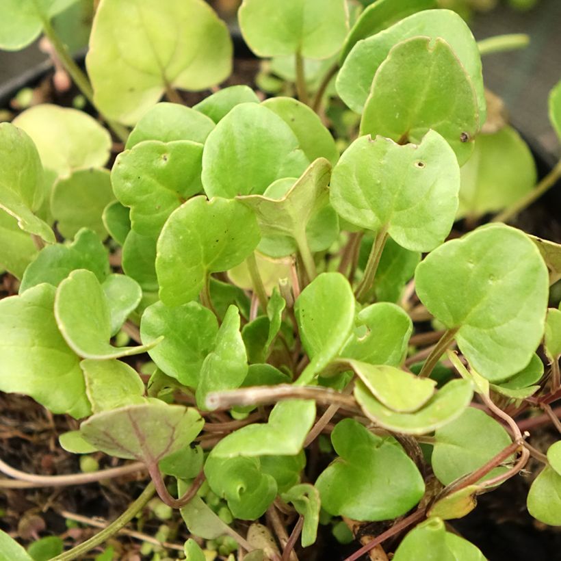 Echt lepelblad (Blad)