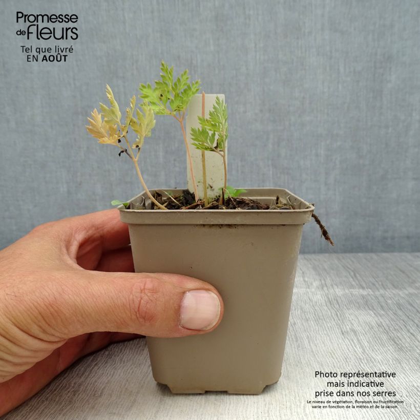 Exemplaar van Dicentra formosa Spring Gold - Gebroken hartje Kweekpotje van 8/9 cm zoals geleverd in de zomer