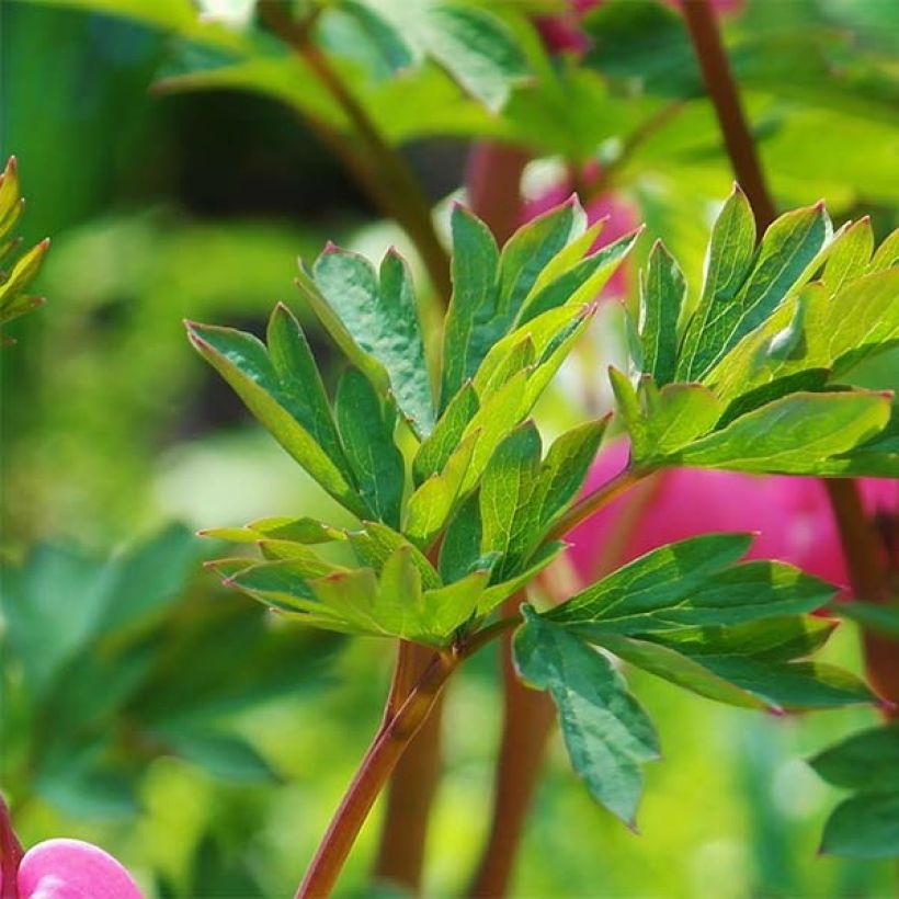 Dicentra spectabilis Roze - Gebroken hartje (Blad)