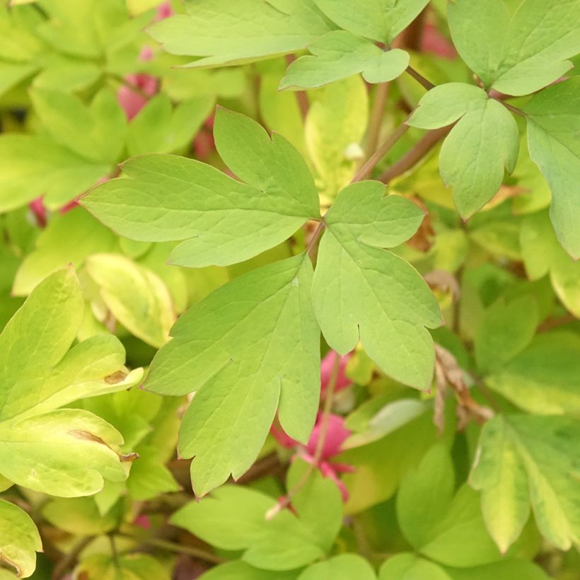 Dicentra spectabilis Yellow Leaf - Gebroken hartje (Blad)