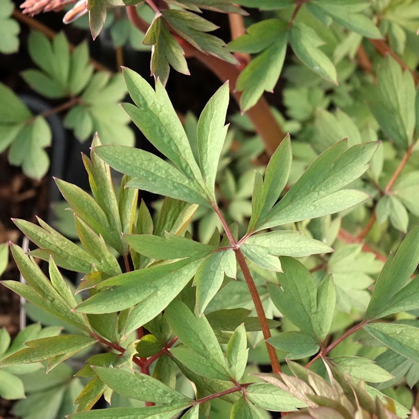 Dicentra spectabilis Valentine - Gebroken hartje (Blad)