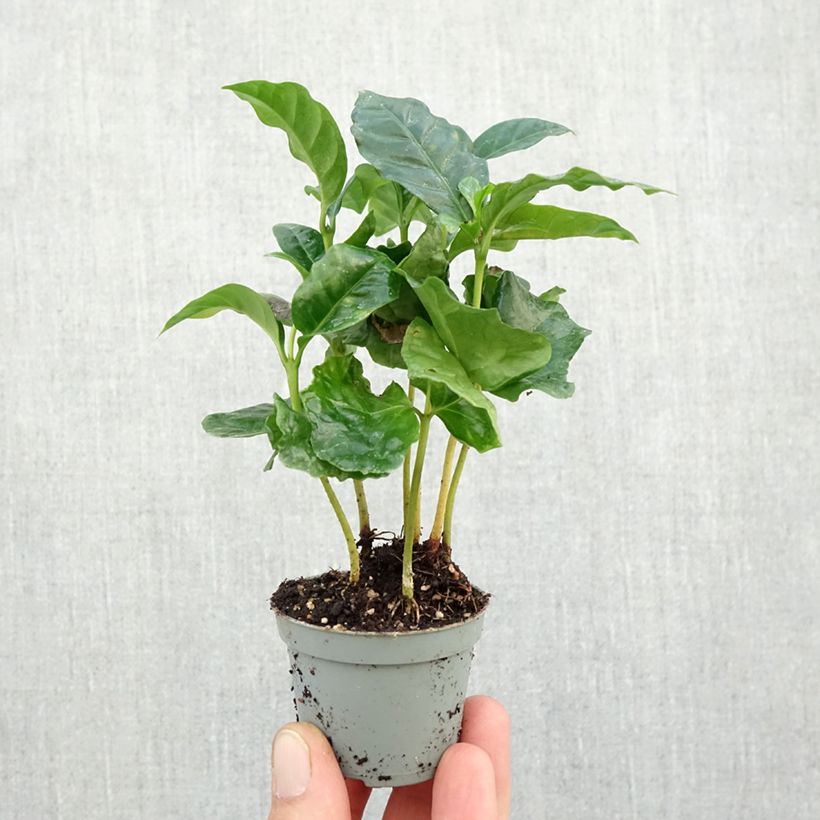 Exemplaar van Koffieplant - Coffea arabica Mini-kamerplanten zoals geleverd in de herfst