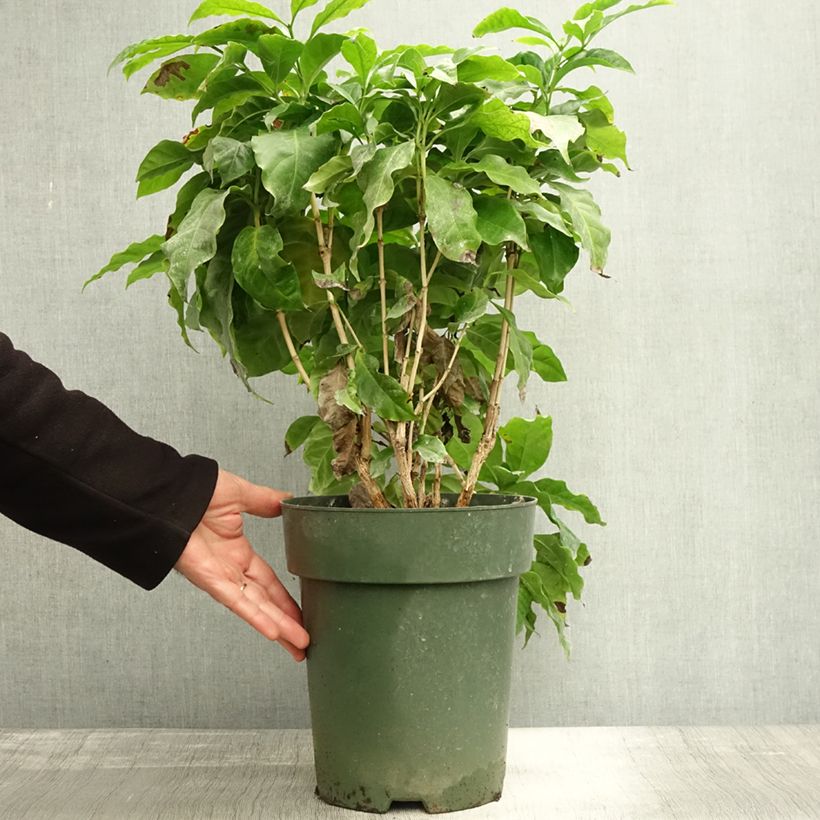 Exemplaar van Koffieplant - Coffea arabica Pot van 6 l/7 l zoals geleverd in de herfst