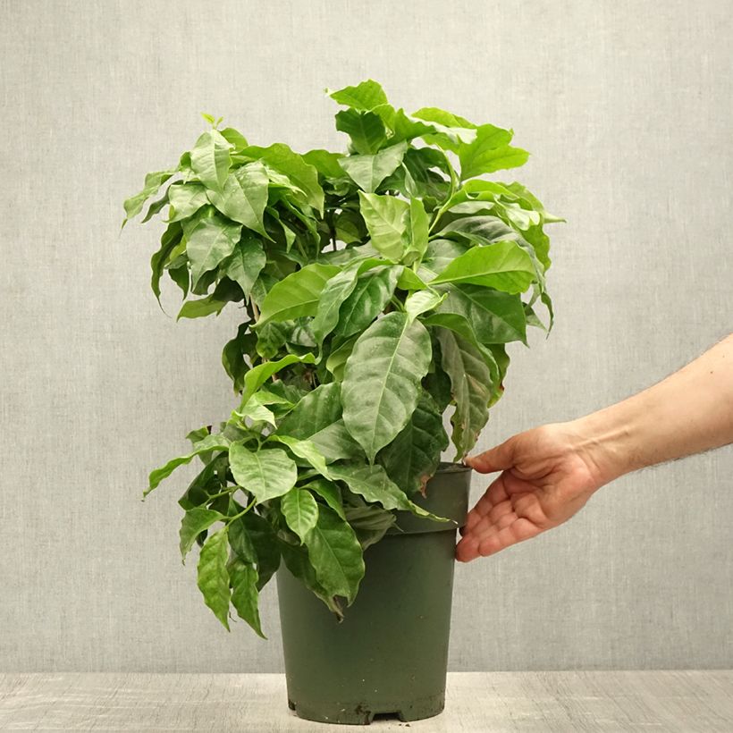 Exemplaar van Koffieplant - Coffea arabica Pot van 6 l/7 l zoals geleverd in de zomer