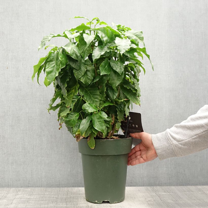 Exemplaar van Koffieplant - Coffea arabica Pot van 6 l/7 l zoals geleverd in de lente