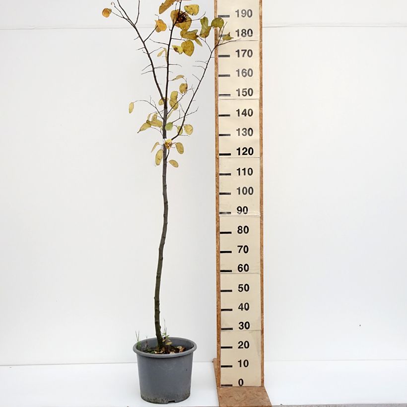 Exemplaar van Kweepeer Aromatnaya Pot van 12 l/15 l zoals geleverd in de herfst