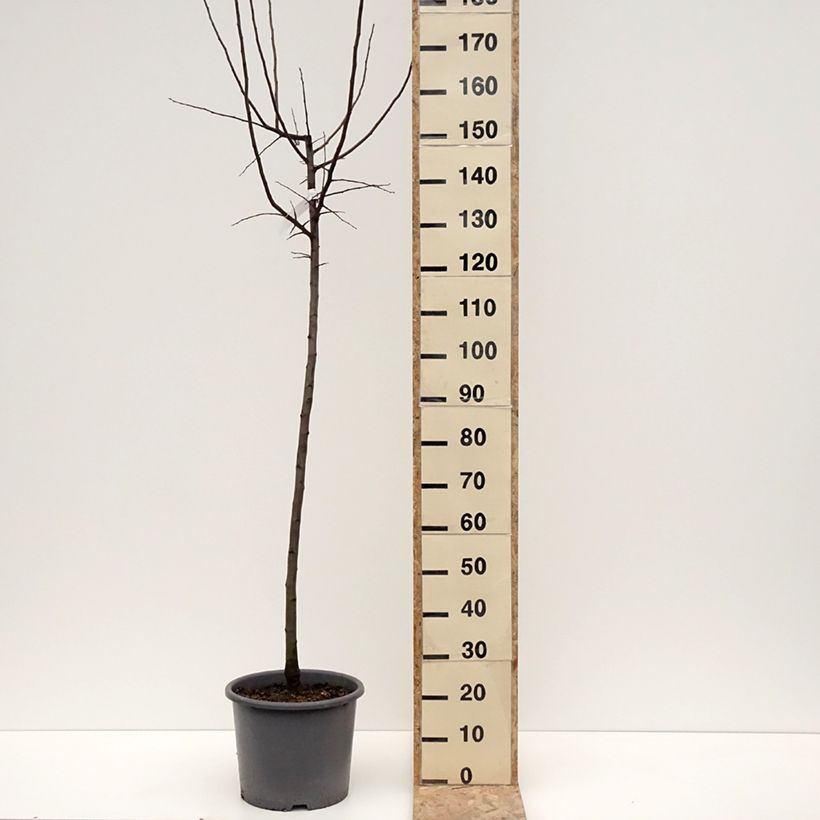 Exemplaar van Cognassier Aromatnaya - Cydonia oblonga Pot de 12L/15L zoals geleverd in de winter