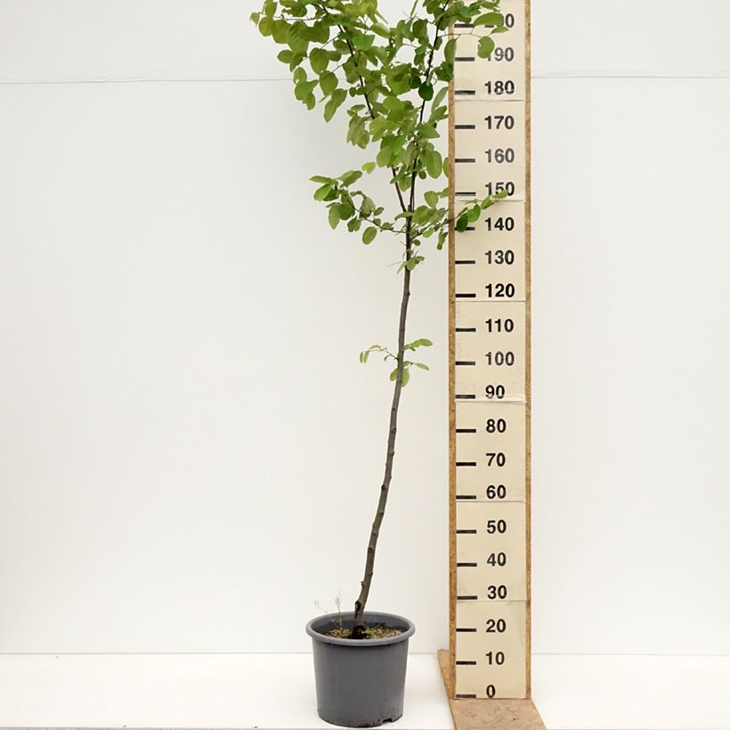 Exemplaar van Kweepeer Aromatnaya Pot van 12 l/15 l zoals geleverd in de lente