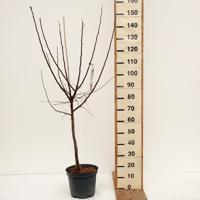 Example of Kweepeer Champion Pot van 7,5 l/10 l, Kelkvormig as you get in hiver