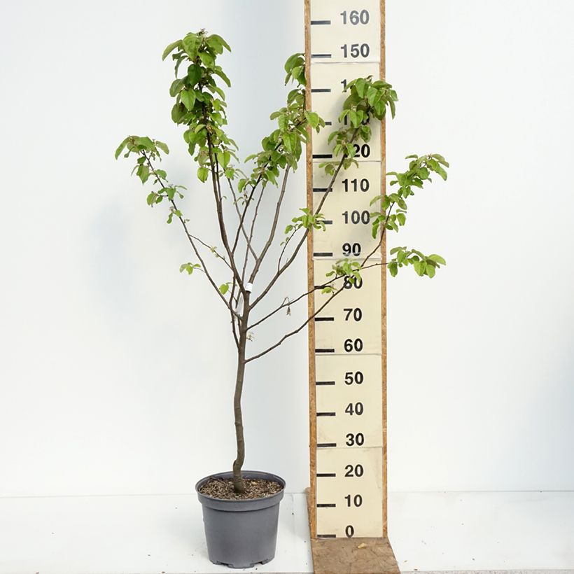Exemplaar van Kweepeer Champion Pot van 7,5 l/10 l, Kelkvormig zoals geleverd in de lente