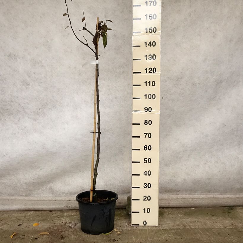 Exemplaar van Kweepeer Champion Pot van 12 l/15 l, Half-hoge stam zoals geleverd in de herfst