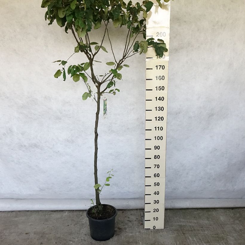 Exemplaar van Kweepeer Champion Pot van 12 l/15 l, Half-hoge stam zoals geleverd in de zomer