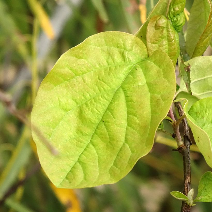 Cydonia oblonga Vranja - Kweepeer (Blad)