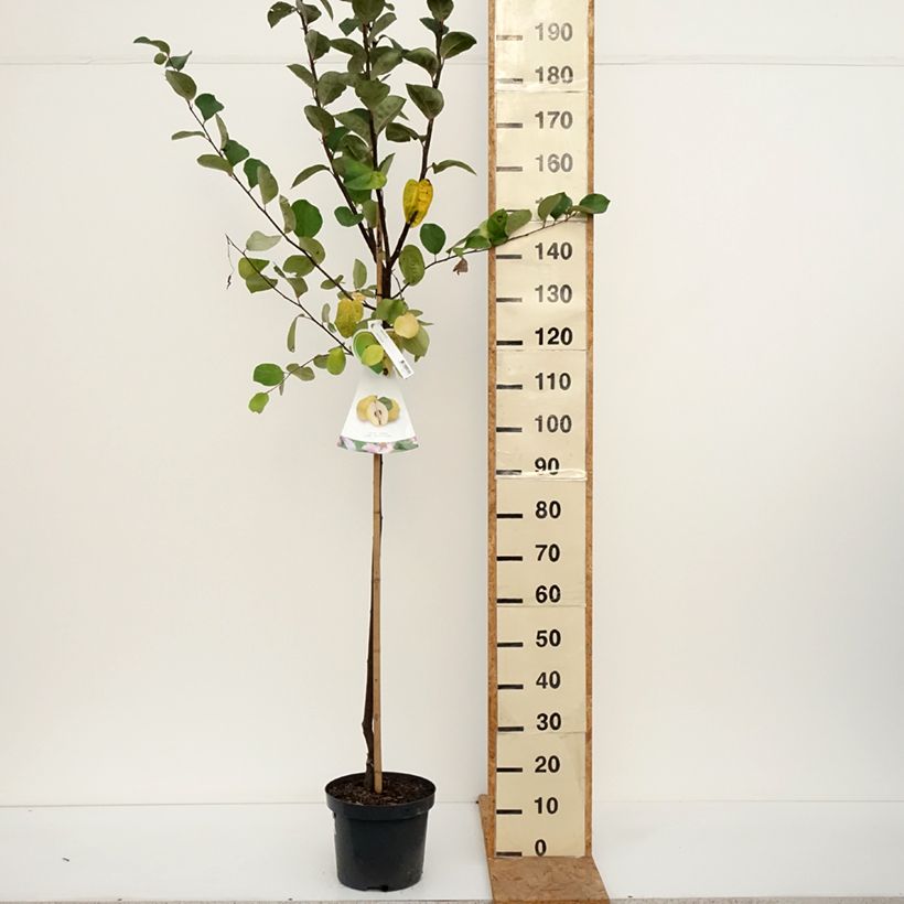 Exemplaar van Cydonia oblonga Vranja - Kweepeer Pot van 7,5 l/10 l, Half-hoge stam zoals geleverd in de herfst