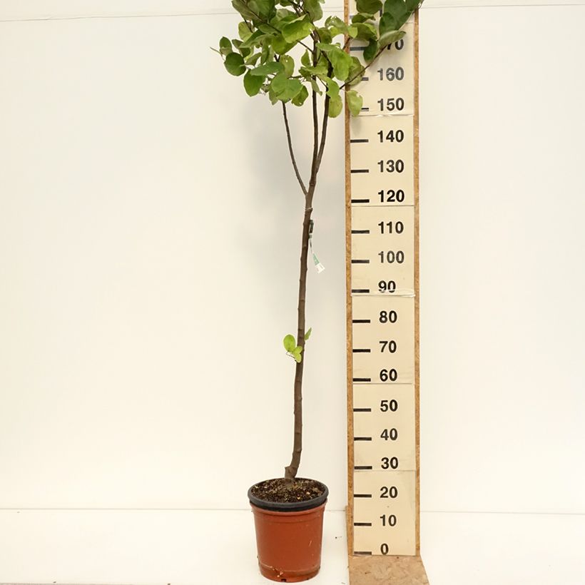 Exemplaar van Cydonia oblonga Vranja - Kweepeer Pot van 7,5 l/10 l, Half-hoge stam zoals geleverd in de zomer