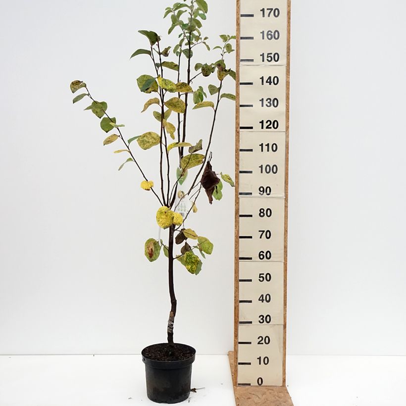 Exemplaar van Cydonia oblonga Vranja - Kweepeer Pot van 7,5 l/10 l, Kelkvormig zoals geleverd in de herfst