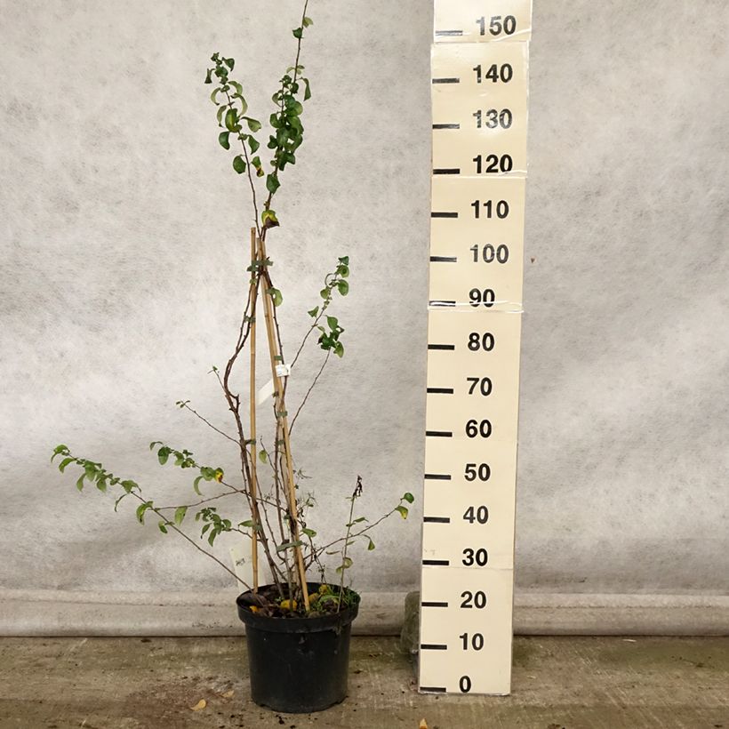 Exemplaar van Chaenomeles superba Cameo - Dwergkwee Pot van 7,5 l/10 l zoals geleverd in de herfst