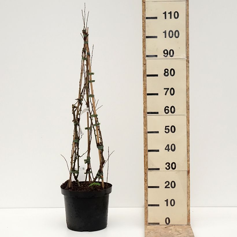 Exemplaar van Chaenomeles superba Cameo - Dwergkwee Pot van 7,5 l/10 l zoals geleverd in de winter