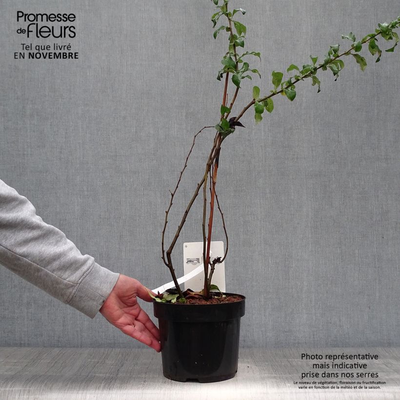 Exemplaar van Chaenomeles superba Cameo - Dwergkwee Pot van 3 l/4 l zoals geleverd in de herfst