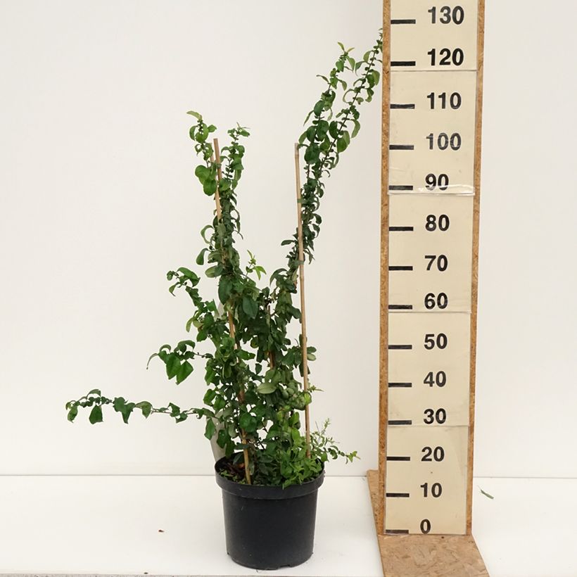 Exemplaar van Chaenomeles superba Cameo - Dwergkwee Pot van 7,5 l/10 l zoals geleverd in de zomer