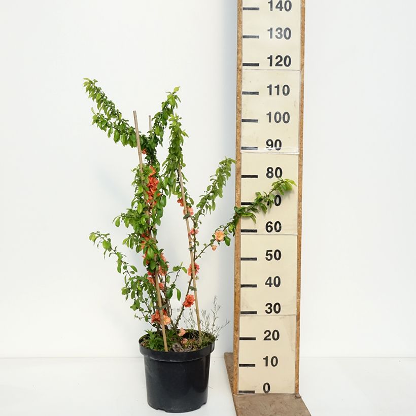Exemplaar van Chaenomeles superba Cameo - Dwergkwee Pot van 7,5 l/10 l zoals geleverd in de lente