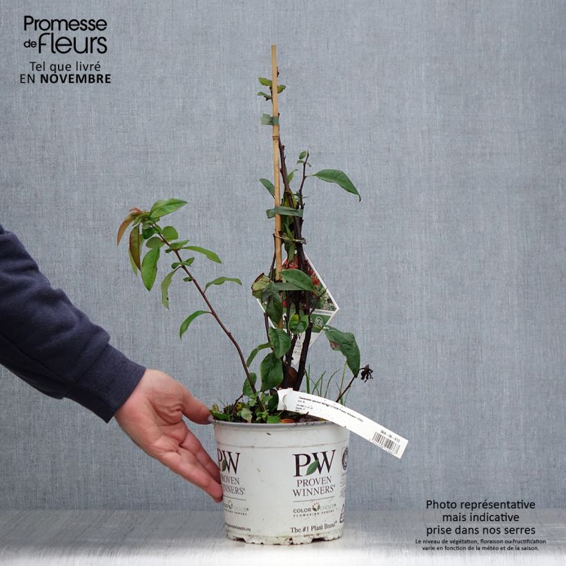 Exemplaar van Chaenomeles speciosa Mango Storm - Chinese sierkwee Pot van 3 l/4 l zoals geleverd in de herfst