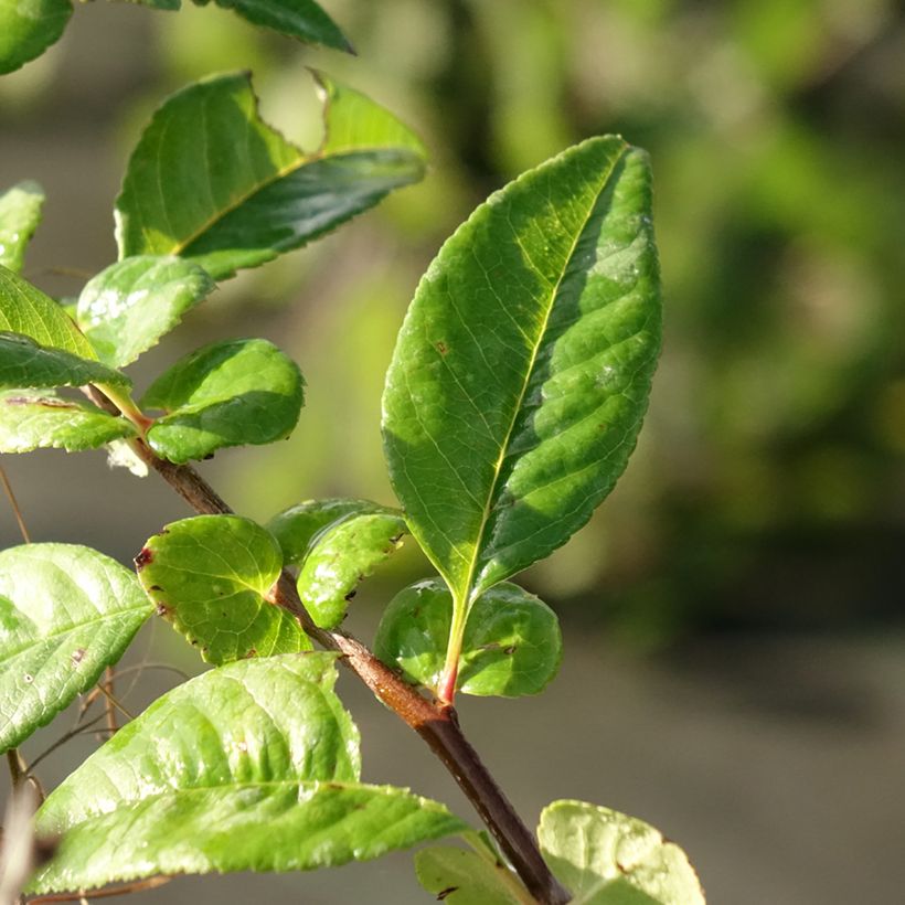 Chaenomeles speciosa Mango Storm - Chinese sierkwee (Blad)