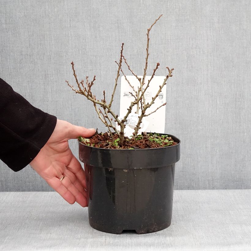 Exemplaar van Cognassier du Japon - Chaenomeles speciosa Red Kimono Pot de 4L/5L zoals geleverd in de winter