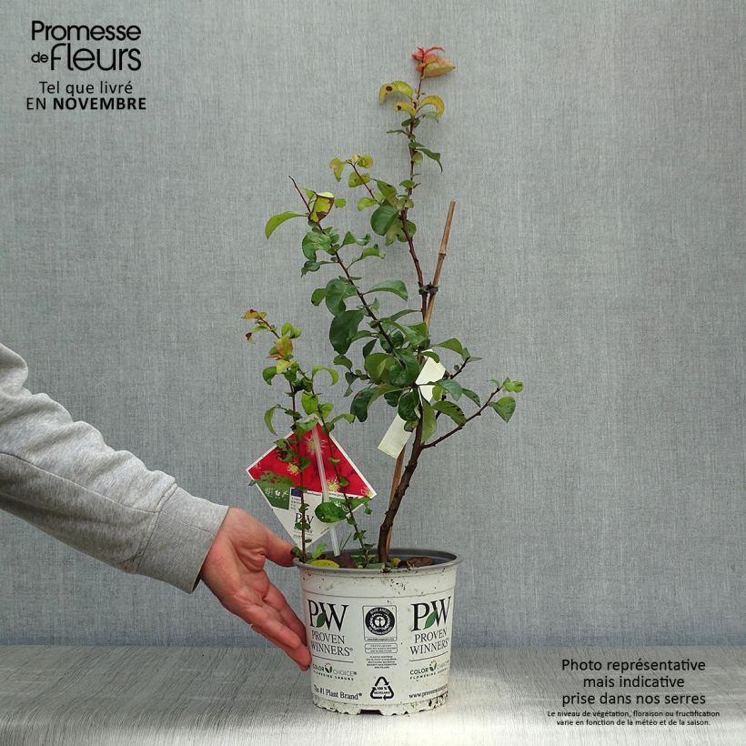 Exemplaar van Chaenomeles speciosa Scarlet Storm - Chinese sierkwee Pot van 3 l/4 l zoals geleverd in de herfst