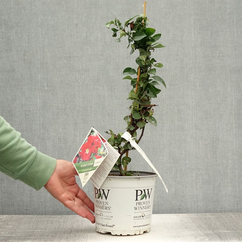 Exemplaar van Chaenomeles speciosa Scarlet Storm - Chinese sierkwee Pot van 3 l/4 l zoals geleverd in de zomer