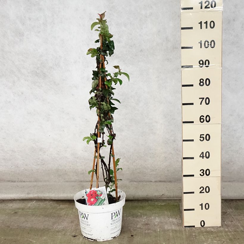 Exemplaar van Chaenomeles speciosa Scarlet Storm - Chinese sierkwee Pot van 7,5 l/10 l zoals geleverd in de zomer