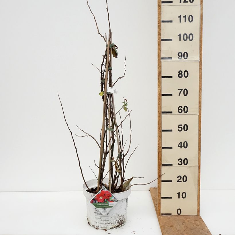 Exemplaar van Chaenomeles speciosa Scarlet Storm - Chinese sierkwee Pot van 7,5 l/10 l zoals geleverd in de herfst