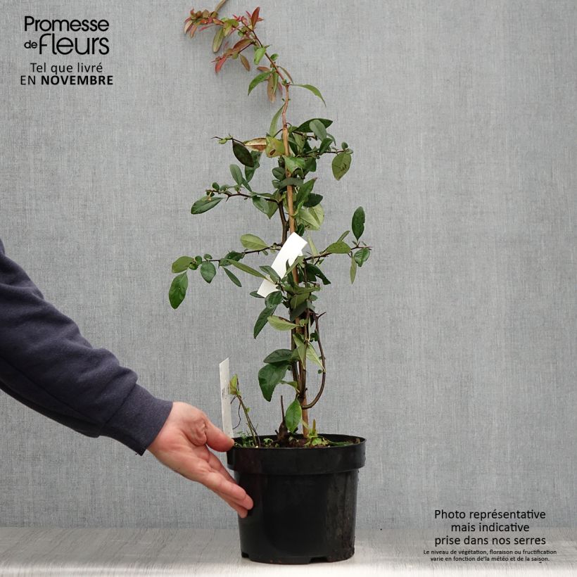 Exemplaar van Chaenomeles speciosa Toyo-Nishiki - Japanse sierkwee Pot van 2 l/3 l zoals geleverd in de herfst