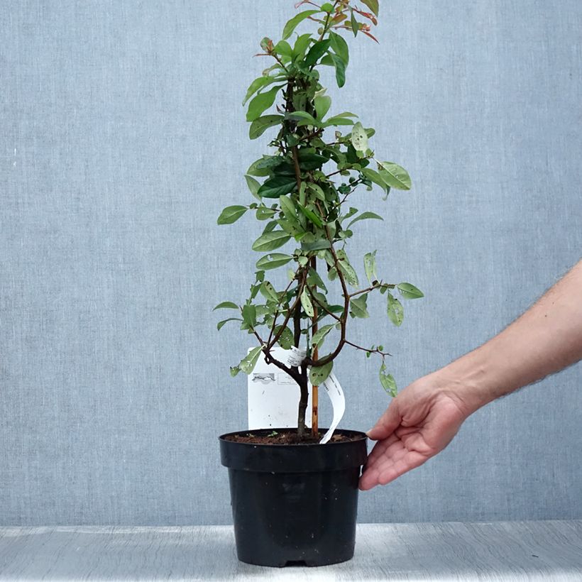 Exemplaar van Chaenomeles speciosa Toyo-Nishiki - Japanse sierkwee Pot van 2 l/3 l zoals geleverd in de zomer